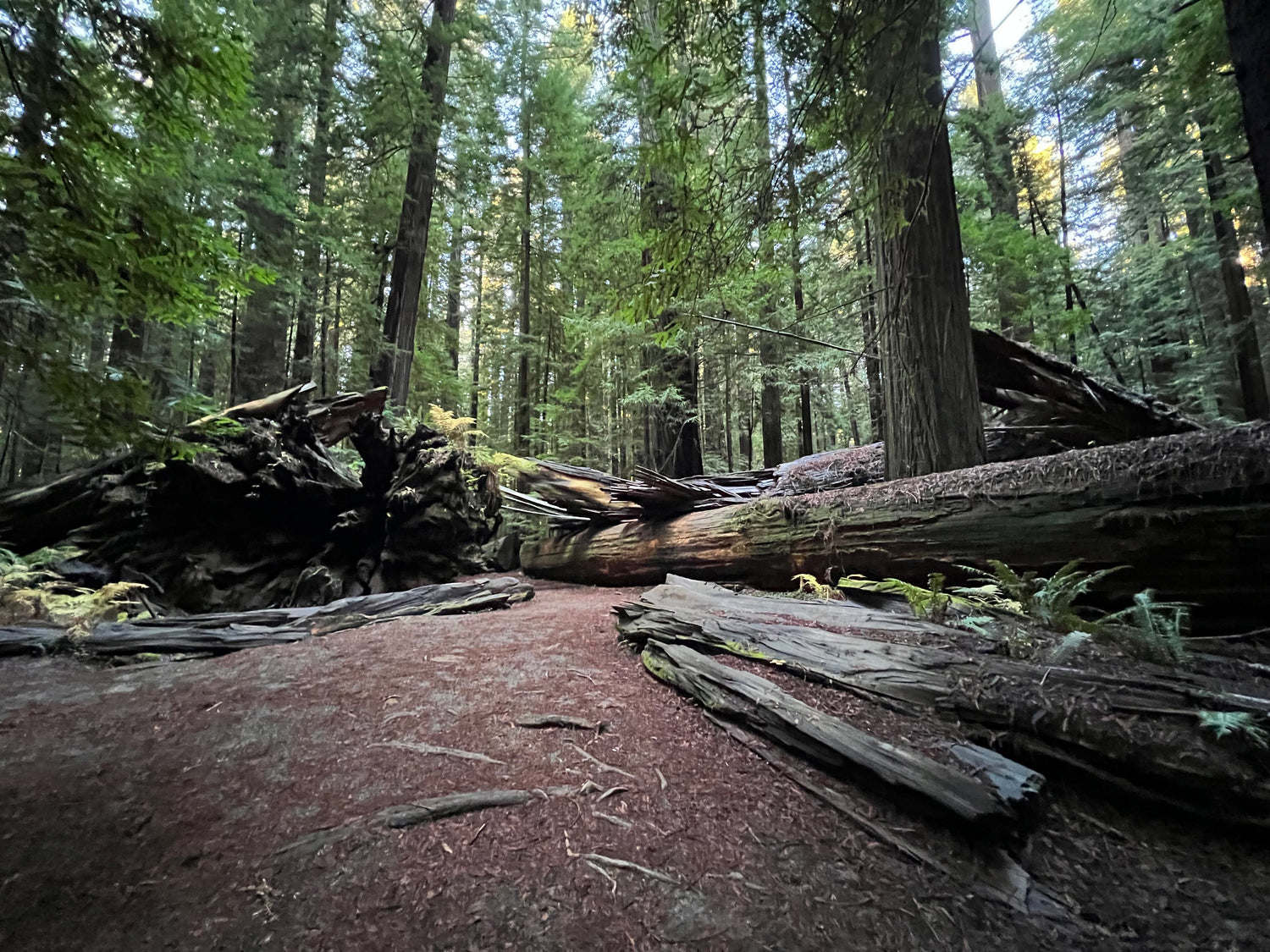 Woodsy