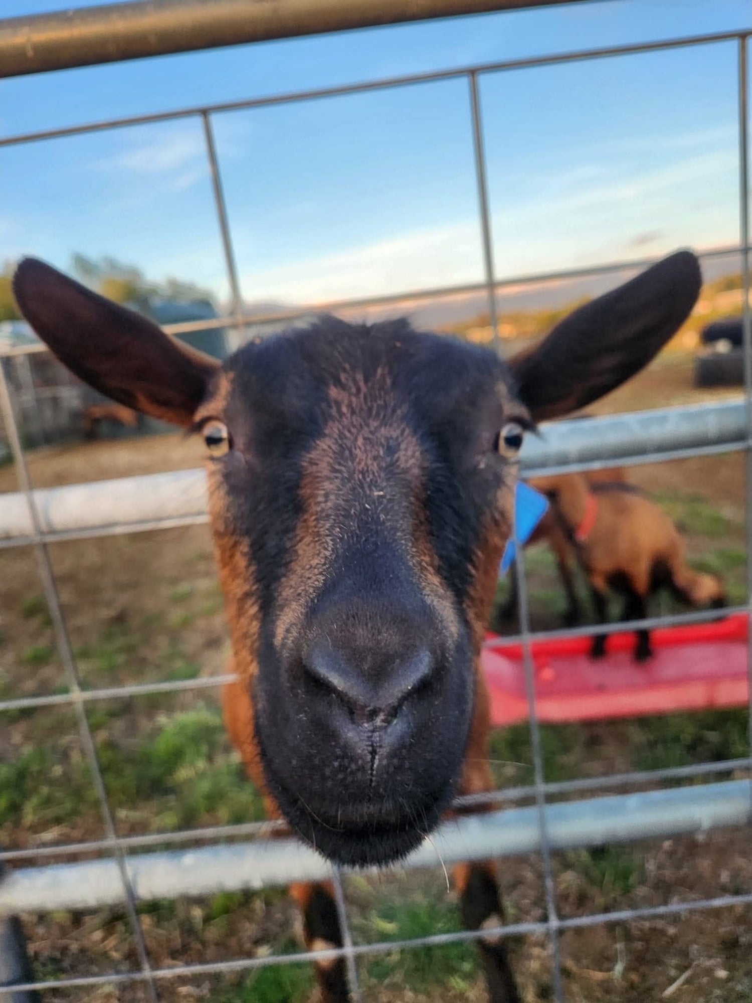 Goat's Milk