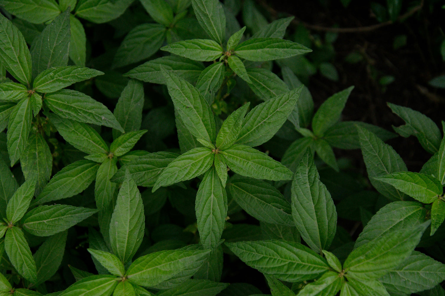 Herbaceous